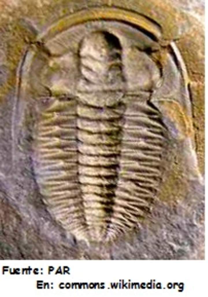 Fósil de un trilobita Fósil de un trilobita