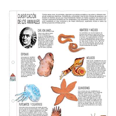 Clasificación de los animales Clasificación de los animales