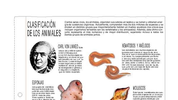 Clasificación de los animales Clasificación de los animales