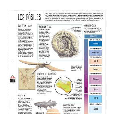 Los fósiles Los fósiles