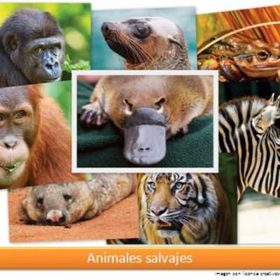 Animales salvajes Animales salvajes