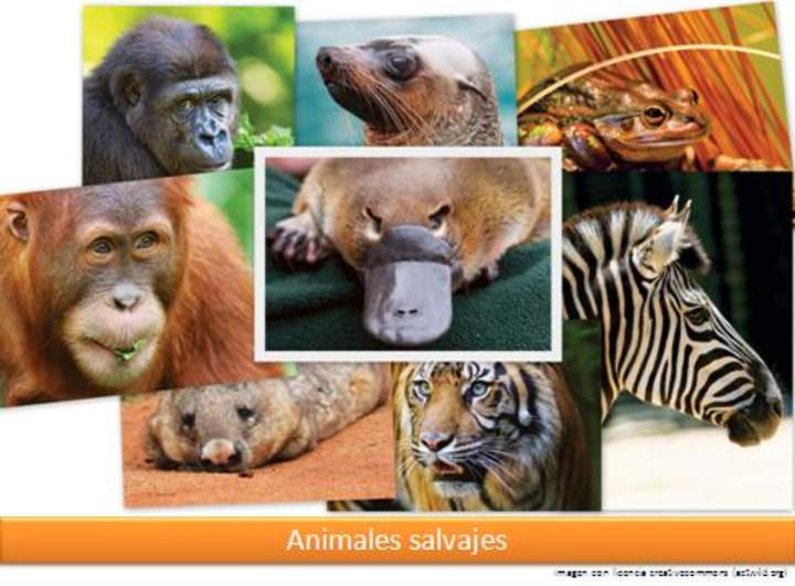 Animales salvajes Animales salvajes