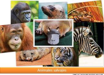 Animales salvajes Animales salvajes