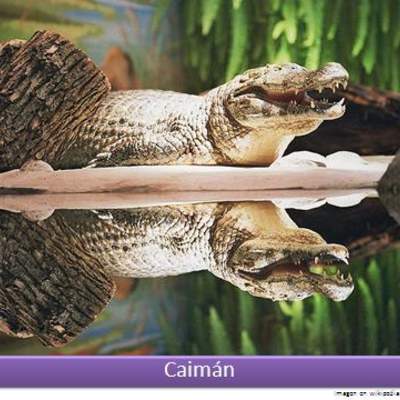 Caimán 1 Caimán 1
