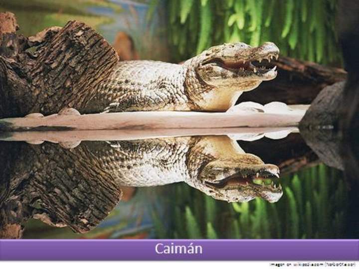 Caimán 1 Caimán 1