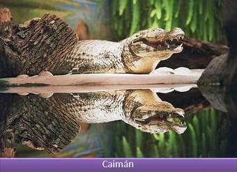 Caimán 1 Caimán 1