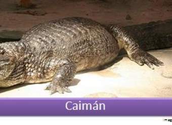 Caimán
