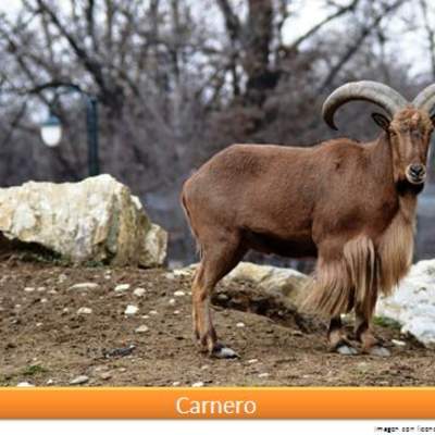 Carnero Carnero