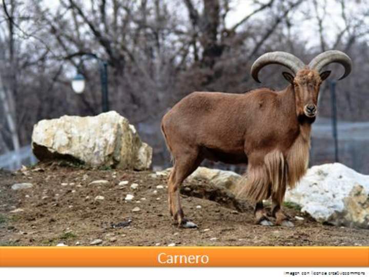 Carnero Carnero