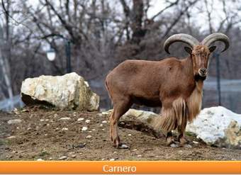 Carnero Carnero
