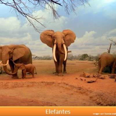 Elefantes Elefantes