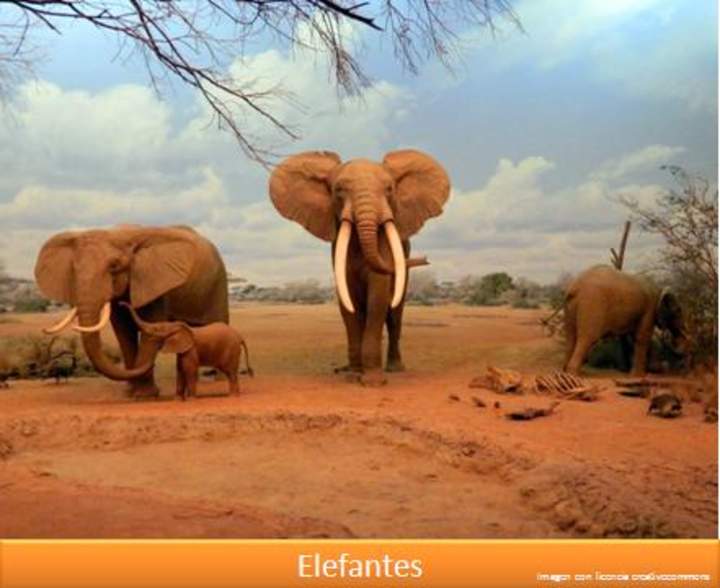Elefantes Elefantes