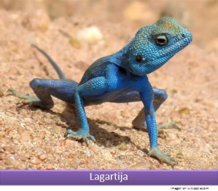 Lagartija Lagartija