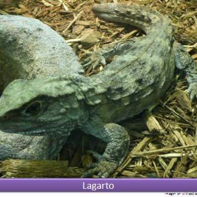 Lagarto Lagarto
