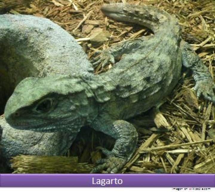 Lagarto Lagarto