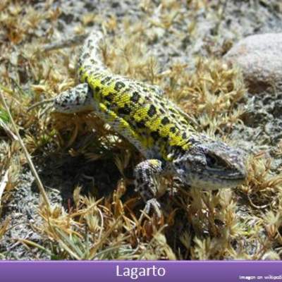 Lagarto 1 Lagarto 1