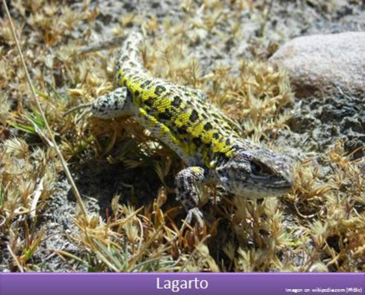 Lagarto 1 Lagarto 1