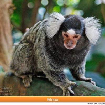 Mono Mono