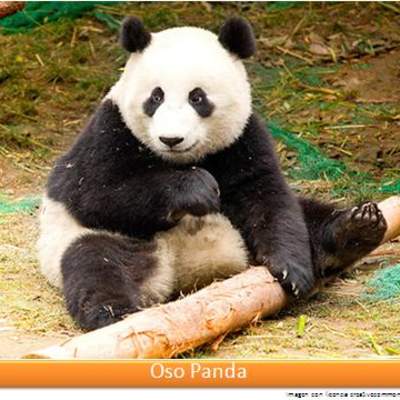 Oso panda Oso panda