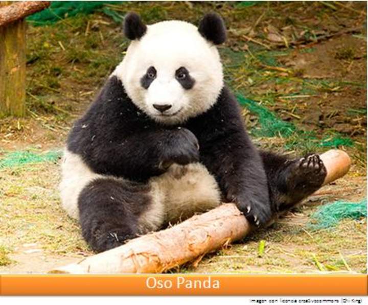 Oso panda Oso panda