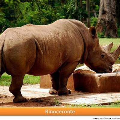 Rinoceronte Rinoceronte