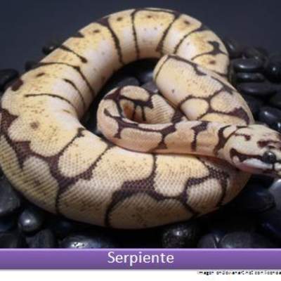 Serpiente Serpiente