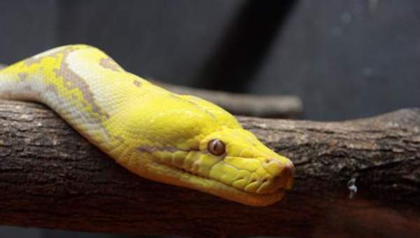 Serpiente pitón Serpiente pitón