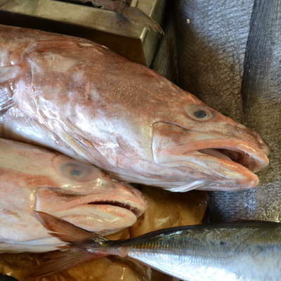 Pescados Pescados