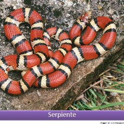 Serpiente roja Serpiente roja