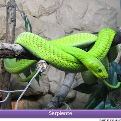 Serpiente verde Serpiente verde
