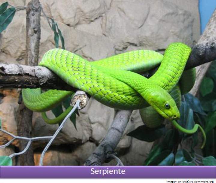 Serpiente verde Serpiente verde