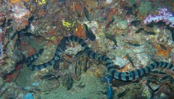 Serpientes de mar Serpientes de mar