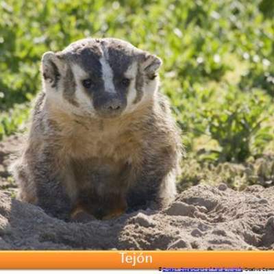 Tejón Tejón