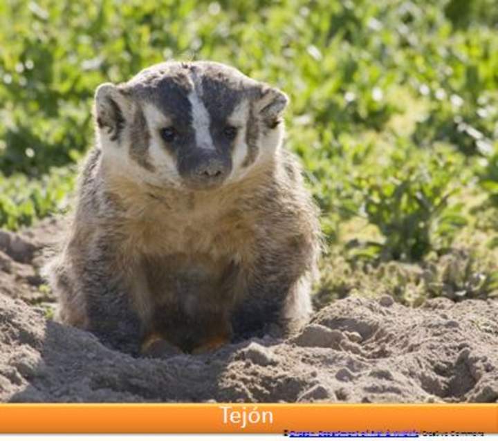 Tejón Tejón