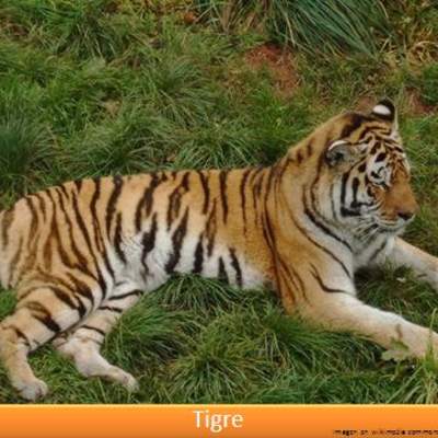 Tigre Tigre