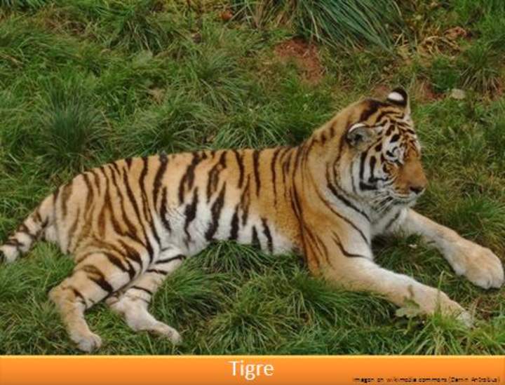 Tigre Tigre