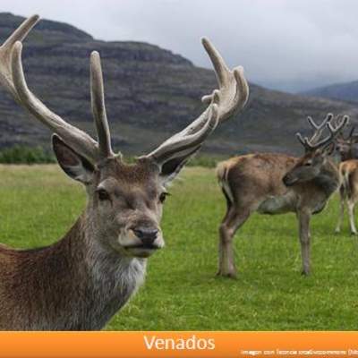 Venados Venados