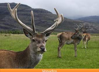 Venados Venados