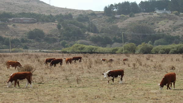Ganado vacuno Ganado vacuno