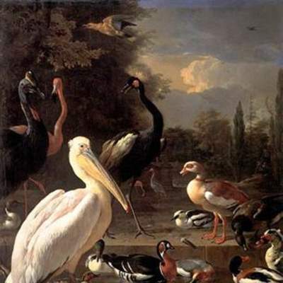 La pluma flotante de Melchior D'hondecoeter La pluma flotante de Melchior D'hondecoeter