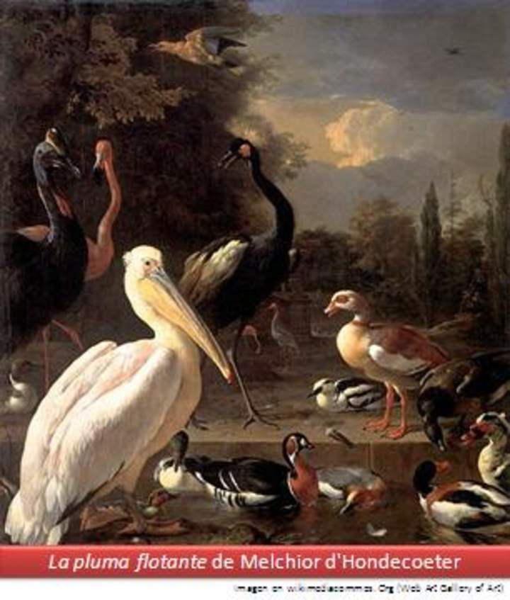 La pluma flotante de Melchior D'hondecoeter La pluma flotante de Melchior D'hondecoeter