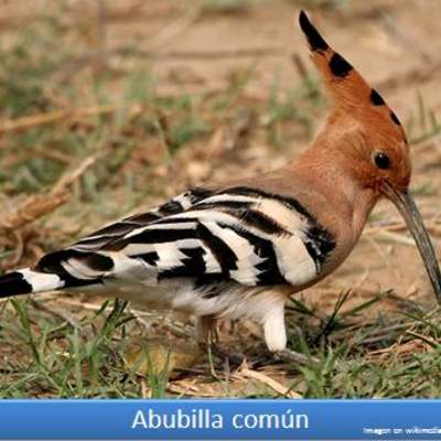 Abubilla común Abubilla común