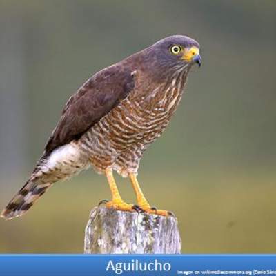 Aguilucho Aguilucho