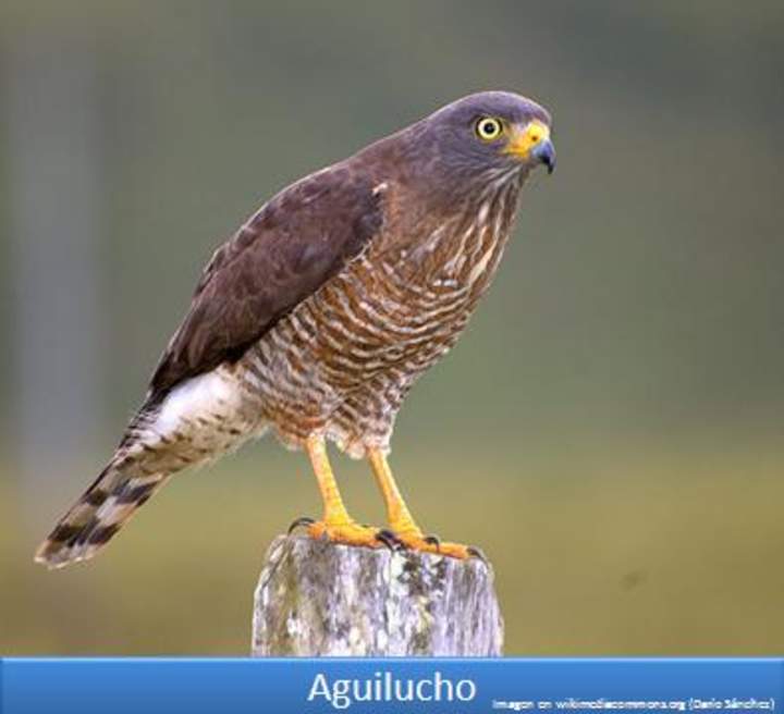 Aguilucho Aguilucho
