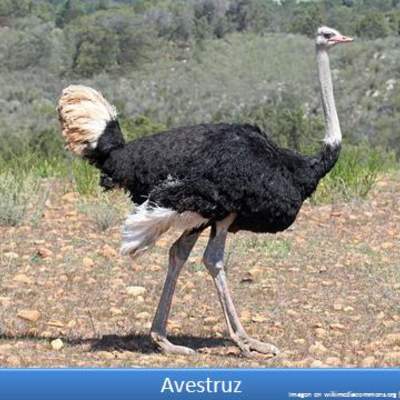 Avestruz Avestruz
