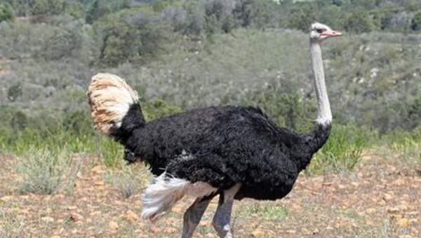 Avestruz Avestruz