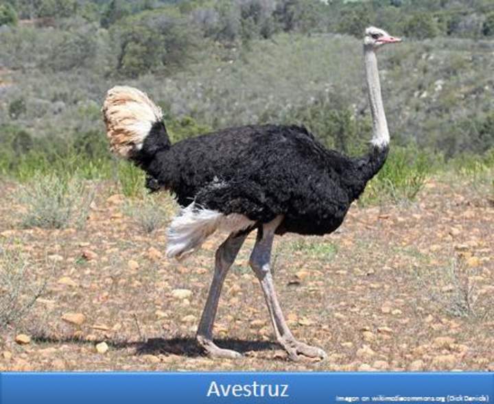 Avestruz Avestruz