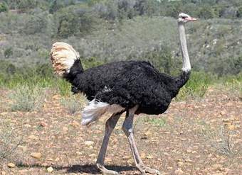 Avestruz Avestruz