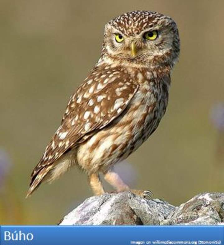 Búho Búho