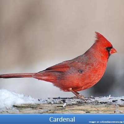 Cardenal Cardenal